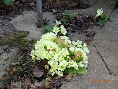 primula vulgaris