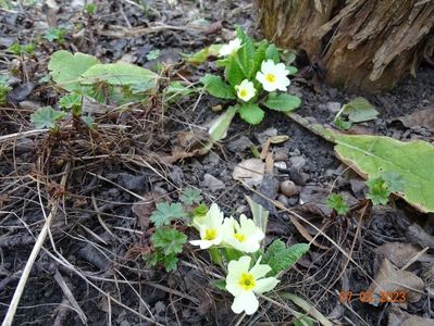 primula vulgaris