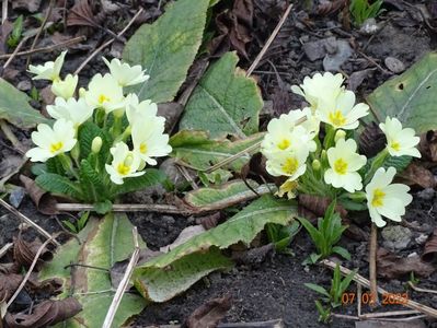 primula vulgaris