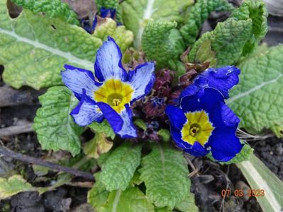 primula acaulis