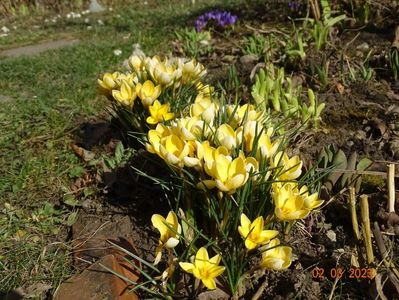 crocus Cream Beauty