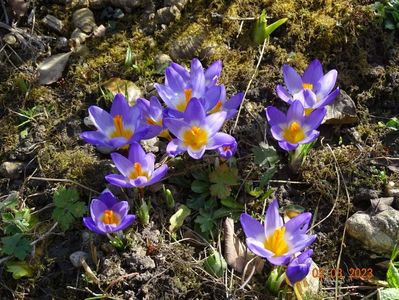 crocus Tricolor