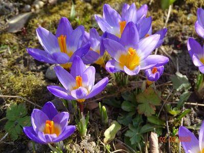 crocus Tricolor