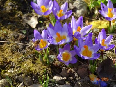 crocus Tricolor