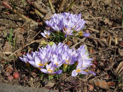 crocus Firefly