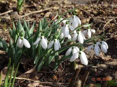 galanthus nivalis