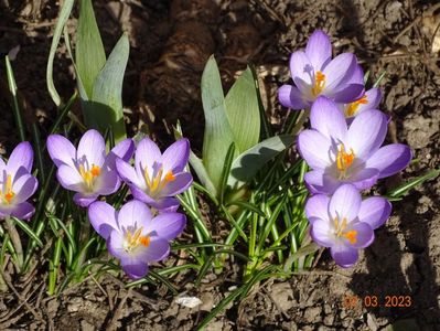 crocus Firefly