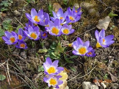 crocus Tricolor