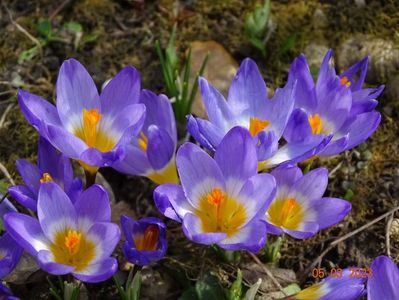 crocus Tricolor