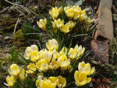 crocus Cream Beauty