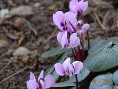 cyclamen coum Pink