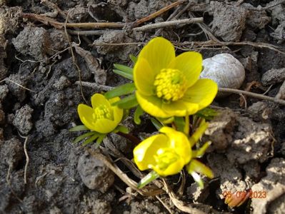 eranthis cilicica