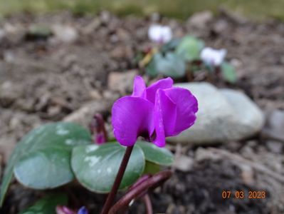 cyclamen coum Rubrum