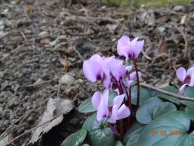 cyclamen coum Pink