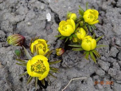 eranthis cilicica