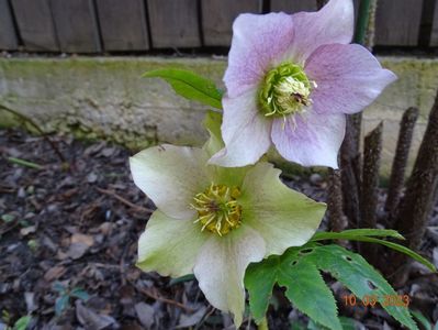 seedling