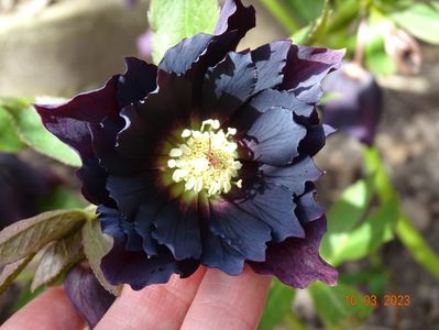 Double Ellen Purple