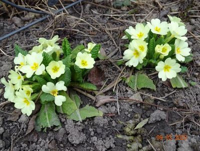 primula vulgaris