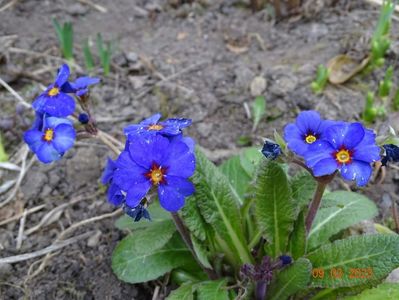 primula elatior