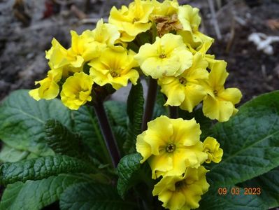 primula elatior