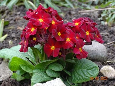 primula elatior