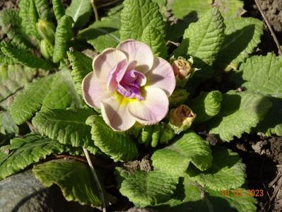 primula acaulis dubla