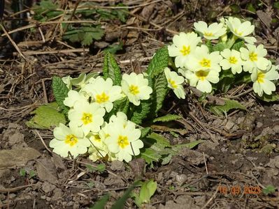 primula vulgaris