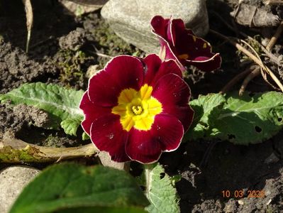 primula acaulis