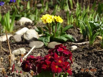 primula elatior