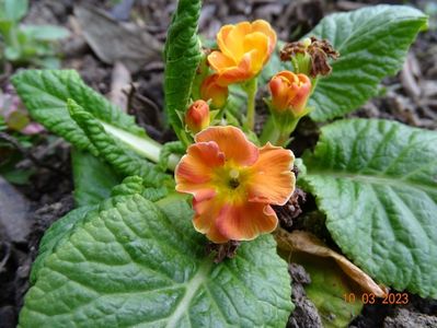 primula acaulis