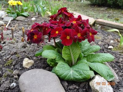 primula elatior