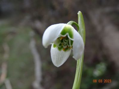 galanthus Hippolyta