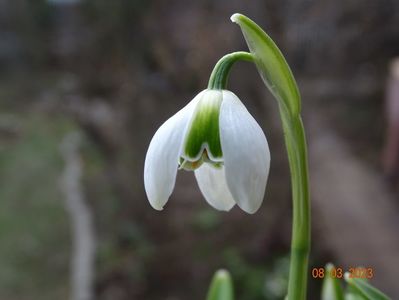 galanthus Hippolyta