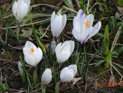 crocus Jeanne d'Arc