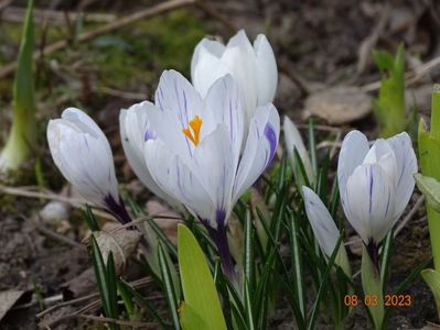 crocus Jeanne d'Arc