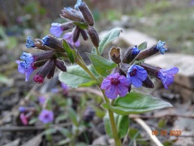 pulmonaria officinalis