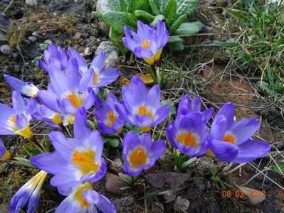 crocus Tricolor