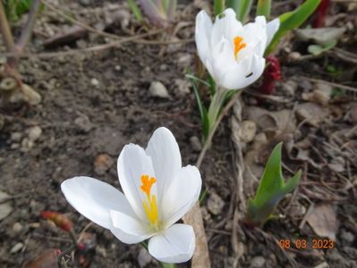 crocus Jeanne d'Arc