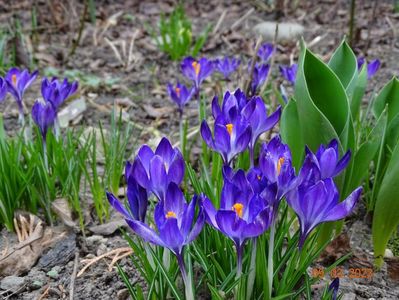 crocus Ruby Giant