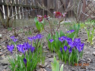 crocus Ruby Giant