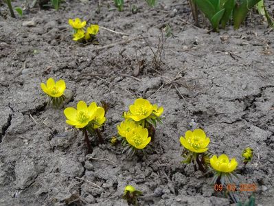 eranthis cilicica