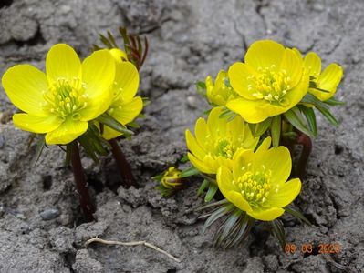 eranthis cilicica