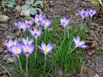 crocus Firefly