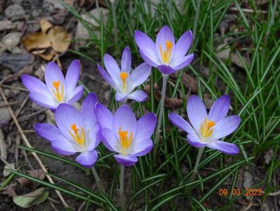 crocus Firefly