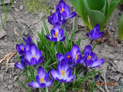 crocus Ruby Giant