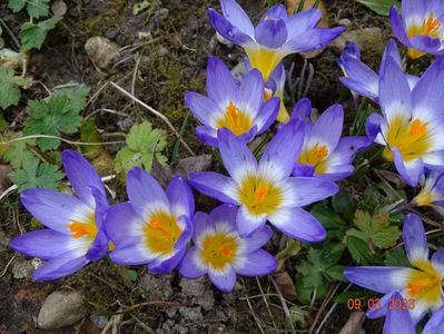 crocus Tricolor