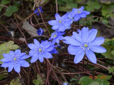 hepatica transsilvanica