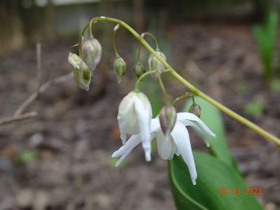 epimedium Yenomoto