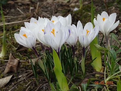 crocus Jeanne d'Arc