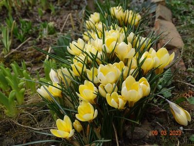 crocus Cream Beauty